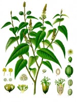 Croton eluteria / Bron: Franz Eugen Khler, Khler's Medizinal Pflanzen, Wikimedia Commons (Publiek domein)