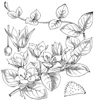 Botanische tekening penningkruid / Bron: Martin Cilenek, Wikimedia Commons (Publiek domein)