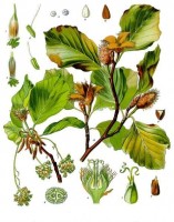 Botanische tekening beuk / Bron: Franz Eugen Khler, Khler's Medizinal-Pflanzen, Wikimedia Commons (Publiek domein)