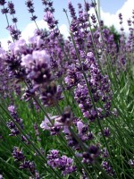 Lavendel / Bron: Achates, Wikimedia Commons (CC BY-SA-3.0)