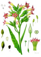Botanische tekening tabak / Bron: Franz Eugen Khler, Khler's Medizinal-Pflanzen, Wikimedia Commons (Publiek domein)