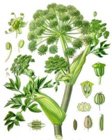 Engelwortel / Bron: Franz Eugen Khler, Khler's Medizinal-Pflanzen, Wikimedia Commons (Publiek domein)