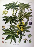 Botanische tekening wonderboom / Bron: Franz Eugen Khler, Wikimedia Commons (Publiek domein)