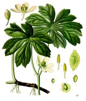 Botanische tekening eendevoet / Bron: Franz Eugen Khler, Khler's Medizinal-Pflanzen, Wikimedia Commons (Publiek domein)