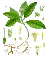 Botanische tekening braakwortel / Bron: Franz Eugen Khler, Khler's Medizinal-Pflanzen, Wikimedia Commons (Publiek domein)