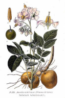 Botanische tekening aardappel / Bron: Amde Masclef, Wikimedia Commons (Publiek domein)