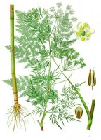 Botanische tekening knolkervel / Bron: Franz Eugen Khler, Khler's Medizinal-Pflanzen, Wikimedia Commons (Publiek domein)