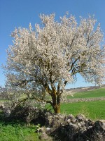 Prunus dulcis / Bron: Nicolás Pérez, Wikimedia Commons (CC BY-SA-3.0)