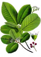 Botanische tekening cascara / Bron: Franz Eugen Khler, Khler's Medizinal-Pflanzen, Wikimedia Commons (Publiek domein)