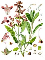Botanische tekening salie / Bron: Franz Eugen Khler, Khler's Medizinal-Pflanzen, Wikimedia Commons (Publiek domein)