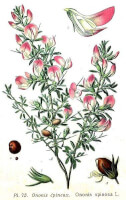 Botanische tekening kattendoorn uit 1896 / Bron: Amde Masclef, Wikimedia Commons (Publiek domein)
