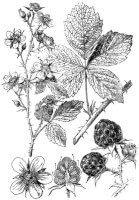 Botanische tekening braamstruik / Bron: Martin Cilenek, Wikimedia Commons (Publiek domein)