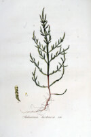 Tekening zeekraal uit Flora Batava / Bron: Janus (Jan) Kops, Wikimedia Commons (Publiek domein)