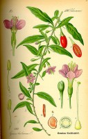 Botanische tekening boksdoorn / Bron: Publiek domein, Wikimedia Commons (PD)