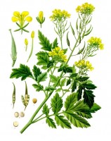 Botanische tekening witte mosterd / Bron: Franz Eugen Khler, Khler's Medizinal-Pflanzen, Wikimedia Commons (Publiek domein)