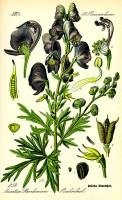 Botanische tekening monnikskap / Bron: Dr. Otto Wilhelm Thom, Wikimedia Commons (Publiek domein)