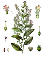 Botanische tekening lobelia inflata / Bron: Franz Eugen Khler, Khler's Medizinal-Pflanzen, Wikimedia Commons (Publiek domein)