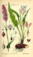Botanische tekening adderwortel / Bron: Publiek domein, Wikimedia Commons (PD)