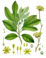 Botanische tekening sassafras / Bron: Franz Eugen Khler, Khler's Medizinal-Pflanzen, Wikimedia Commons (Publiek domein)