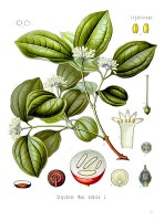 Botanische tekening braaknoot / Bron: Franz Eugen Khler, Wikimedia Commons (Publiek domein)