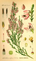 Botanische tekening struikheide / Bron: Publiek domein, Wikimedia Commons (PD)
