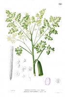 Botanische tekening moringa / Bron: Francisco Manuel Blanco (O.S.A.), Wikimedia Commons (Publiek domein)
