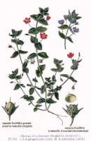Botanische tekening rood guichelheil / Bron: Amde Masclef, Wikimedia Commons (Publiek domein)