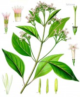 Botanische tekening rode kinaboom / Bron: Franz Eugen Khler, Khler's Medizinal-Pflanzen, Wikimedia Commons (Publiek domein)