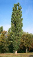 Populus nigra / Bron: Lszl Szalai (Beyond silence), Wikimedia Commons (Publiek domein)