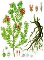 Illustratie ratanhia / Bron: Franz Eugen Khler, Khler's Medizinal-Pflanzen, Wikimedia Commons (Publiek domein)