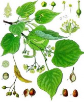 Botanische tekening kleinbladige linde / Bron: Khler's Medizinal Pflanzen, Wikimedia Commons (Publiek domein)