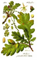 Botanische tekening zomereik / Bron: Prof. Dr. Otto Wilhelm Thom Flora, Wikimedia Commons (Publiek domein)
