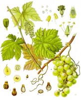 Botanische tekening druivenstruik / Bron: Franz Eugen Khler, Khler's Medizinal-Pflanzen, Wikimedia Commons (Publiek domein)