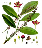Botanische tekening jaborandi / Bron: Franz Eugen Khler, Khler's Medizinal-Pflanzen, Wikimedia Commons (Publiek domein)
