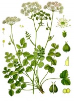 Botanische tekening kleine bevernel / Bron: Franz Eugen Khler, Khler's Medizinal-Pflanzen, Wikimedia Commons (Publiek domein)