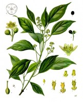 Botanische tekening kamferboom / Bron: Franz Eugen Khler, Khler's Medizinal-Pflanzen, Wikimedia Commons (Publiek domein)