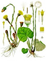Botanische tekening klein hoefblad / Bron: Franz Eugen Khler, Khler's Medizinal-Pflanzen, Wikimedia Commons (Publiek domein)