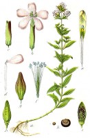 Botanische tekening zeepkruid / Bron: Johann Georg Sturm (Painter: Jacob Sturm), Wikimedia Commons (Publiek domein)