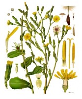 Botanische tekening gifsla / Bron: Franz Eugen Khler, Khler's Medizinal-Pflanzen, Wikimedia Commons (Publiek domein)