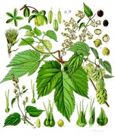 Botanische tekening hop / Bron: Franz Eugen Khler, Khler's Medizinal-Pflanzen, Wikimedia Commons (Publiek domein)
