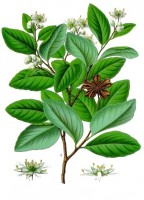 Botanische tekening zeephout] / Bron: Franz Eugen Khler, Khler's Medizinal-Pflanzen, Wikimedia Commons (Publiek domein)
