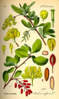 Botanische tekening zuurbes / Bron: Publiek domein, Wikimedia Commons (PD)