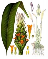 Botanische tekening yohimbe / Bron: Franz Eugen Khler, Khler's Medizinal-Pflanzen, Wikimedia Commons (Publiek domein)