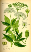 Botanische tekening zevenblad / Bron: Publiek domein, Wikimedia Commons (PD)