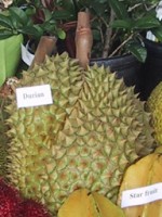 Durian / Bron: Publiek domein, Wikimedia Commons (PD)