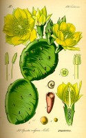 Botanische tekening cactusvijg / Bron: Prof. Dr. Otto Wilhelm Thom, Wikimedia Commons (Publiek domein)