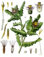 Botanische tekening gezegende distel / Bron: Franz Eugen Khler, Khler's Medizinal-Pflanzen, Wikimedia Commons (Publiek domein)