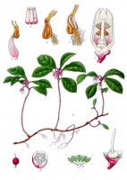 Botanische tekening wintergroen / Bron: Khler's Medizinal Pflanzen, Wikimedia Commons (Publiek domein)