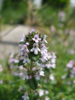 Wilde tijm, een variatie met witte bloemen / Bron: KENPEI, Wikimedia Commons (CC BY-SA-3.0)