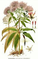 Botanische tekening koninginnenkruid / Bron: Carl Axel Magnus Lindman, Wikimedia Commons (Publiek domein)